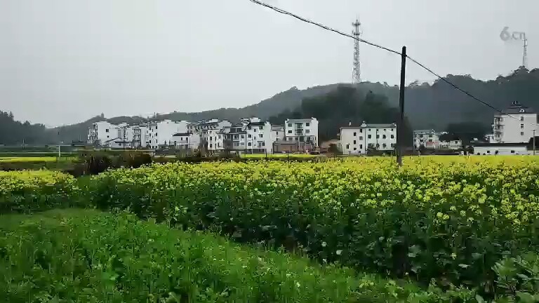 油菜花