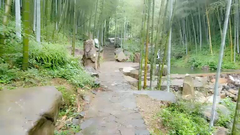 湿潮清静的竹林