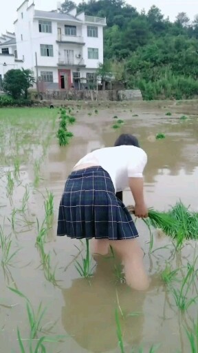 插秧了