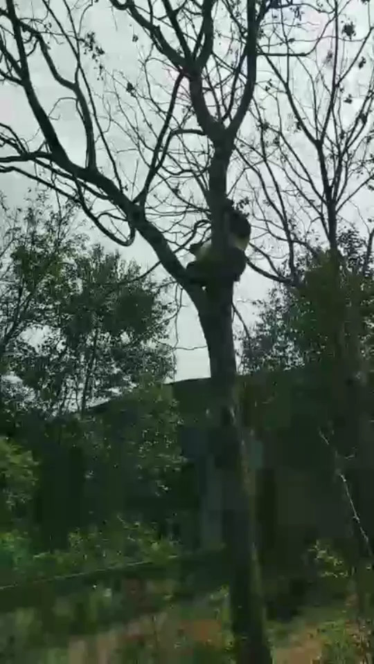 看猫