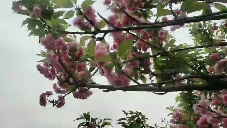 樱花