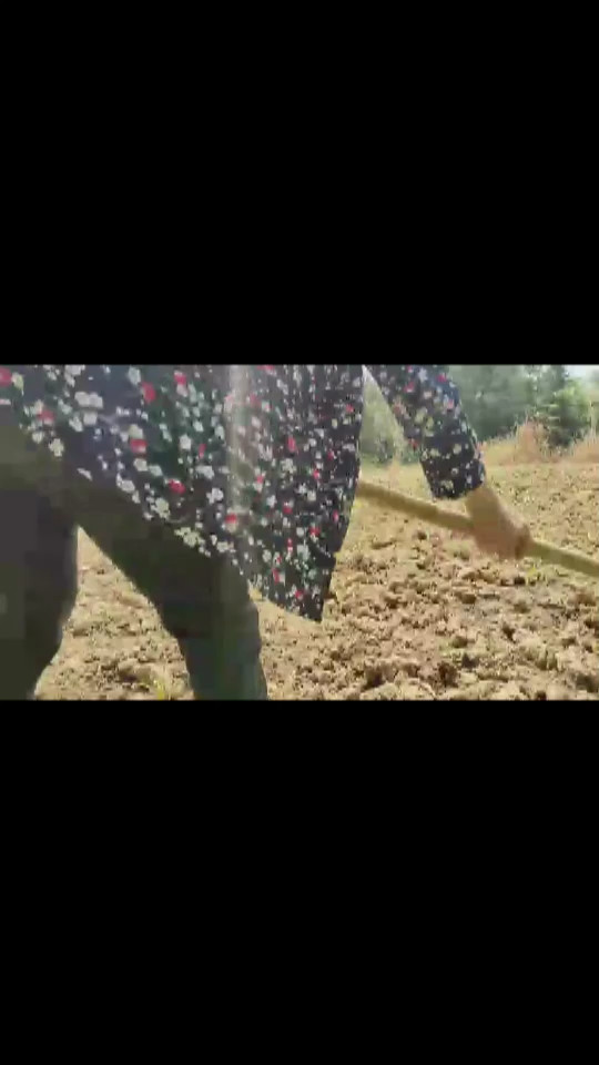 湖北农耕锄玉米