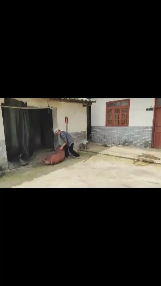 小江救猪……