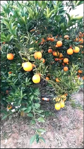 夫辛我家的脐橙巴适哦