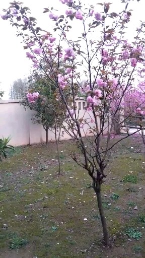 鸟语🌸香