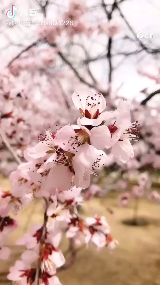 灼灼桃花林