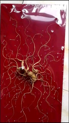 板参送礼非常好