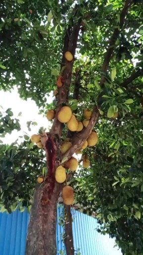 菠萝蜜