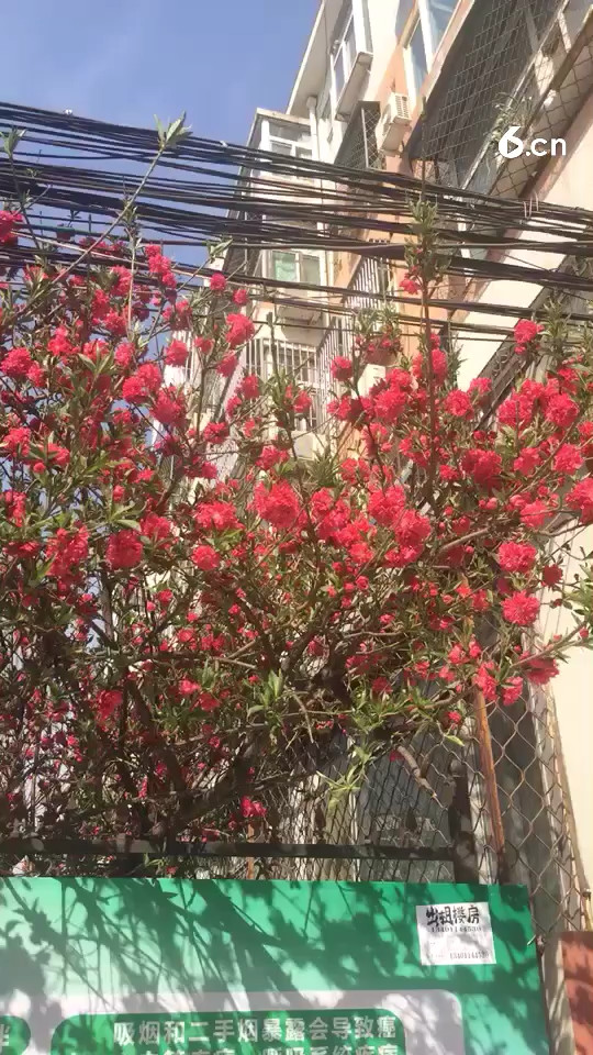 来陪你一起赏花