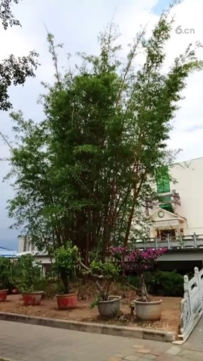凤尾竹