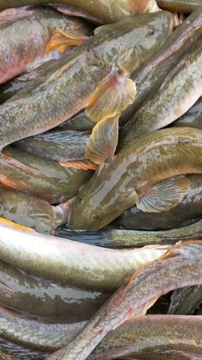 刚进港的海鲜活大龙鱼加微