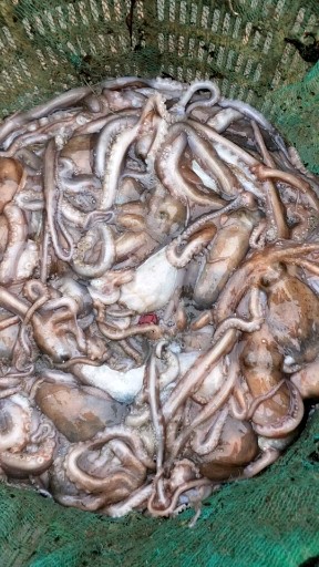 刚进港的鲜活章鱼及八爪鱼加微W