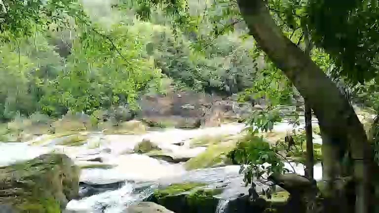 黄果树