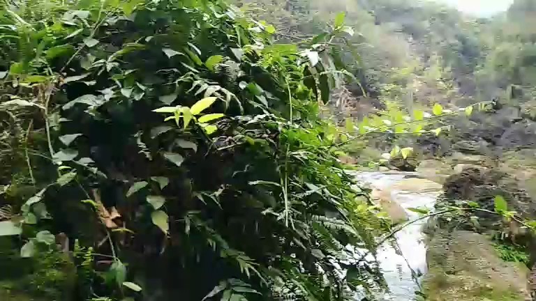 黃果树