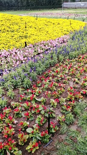 *峰会花坛 漂亮极啦！