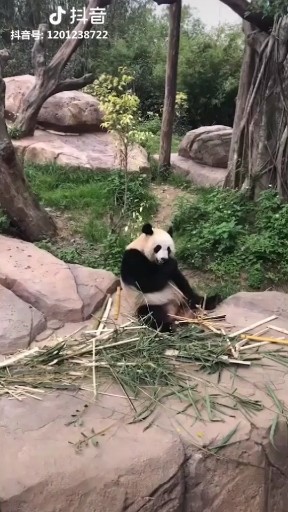 天龙八邵之天山童姥重枭雄为局