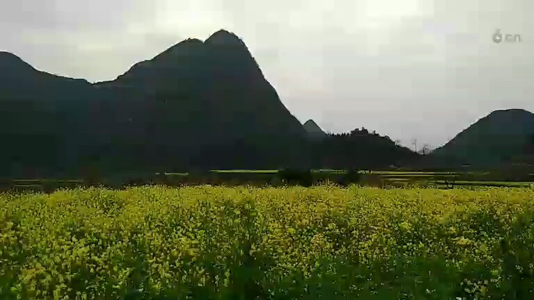 贵州看油菜花，春天啊