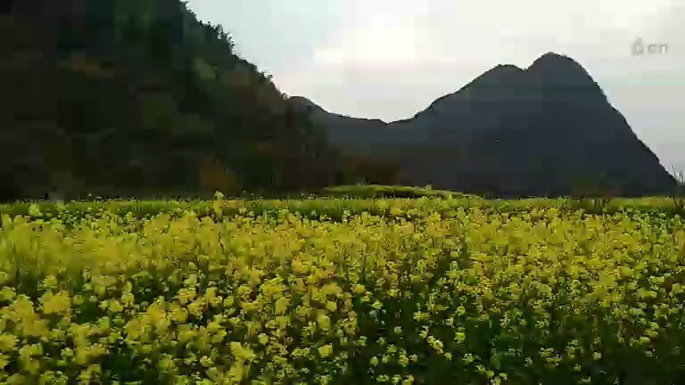 贵州，油菜花