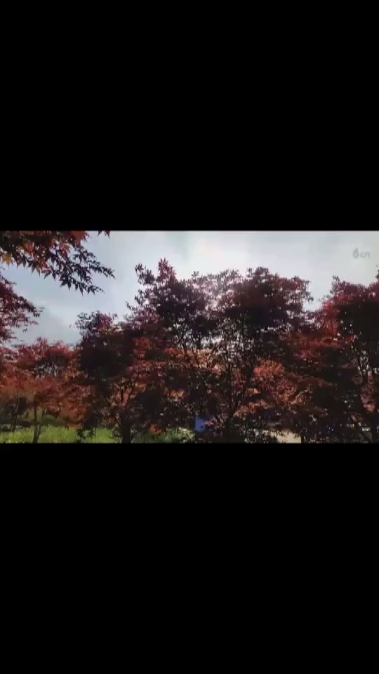 小江直播枫林景观
