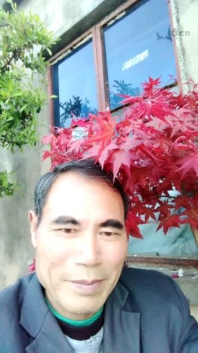 春来红枫赤如花，点缀庭院壁生辉