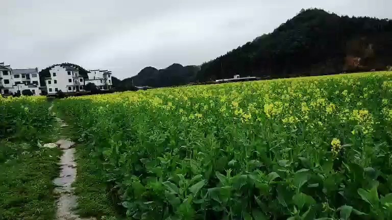 江西上饶的油菜花开了