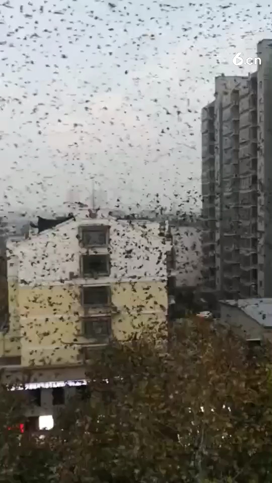 西安胜利路，十万只小鸟