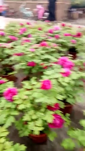牡丹花下死，做鬼也风流