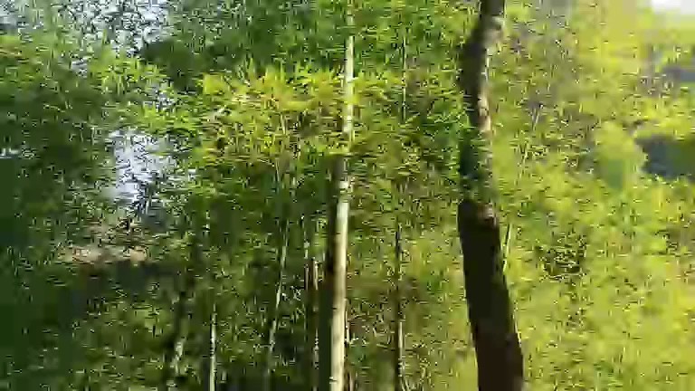 嘿嘿