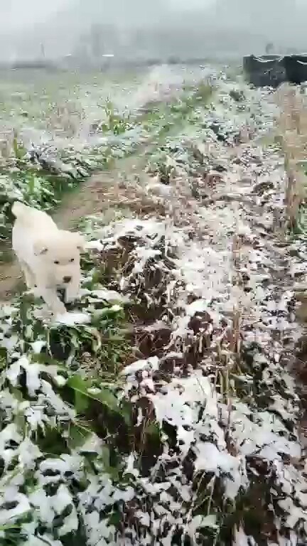 😂❄