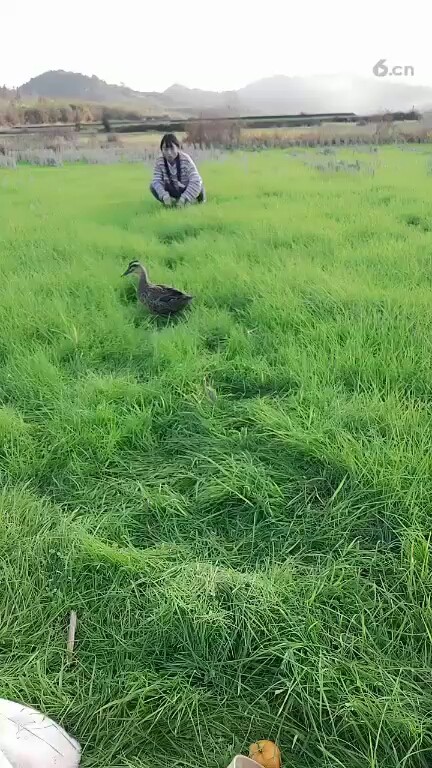 风景好看，教主在弄草😂