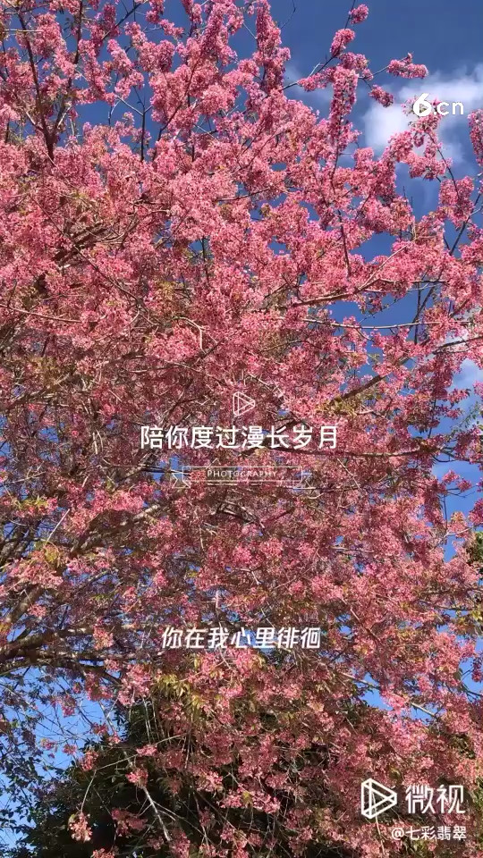 又是一年🌸樱花盛开季