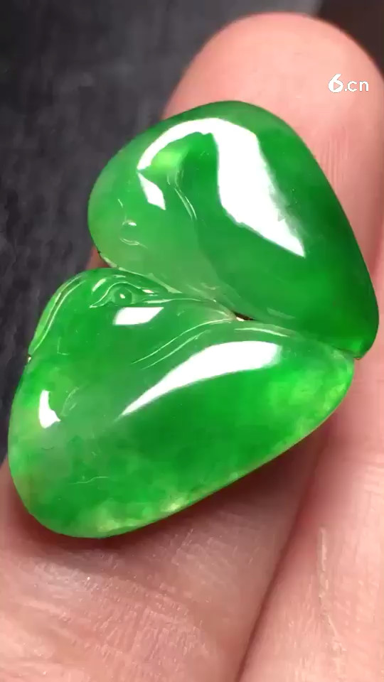 阳绿天鹅，种老9500
