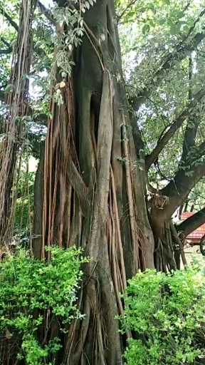 瑞丽市珠宝街一角的大榕树