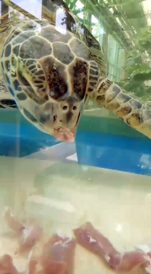 海龟吃午餐