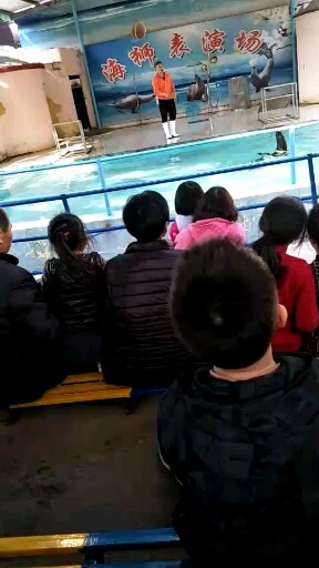 海豚表演