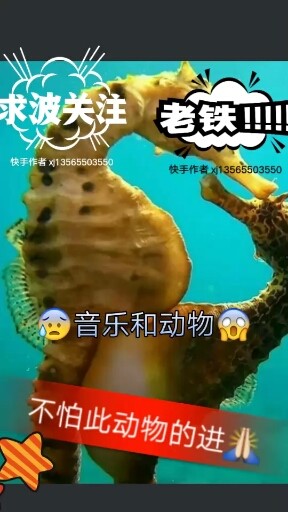 😰动物与音乐你敢看吗？😱