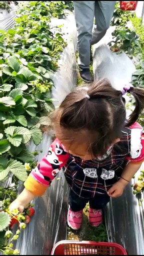 摘草莓