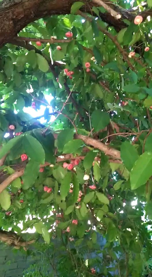 想知道是什么的给个双击