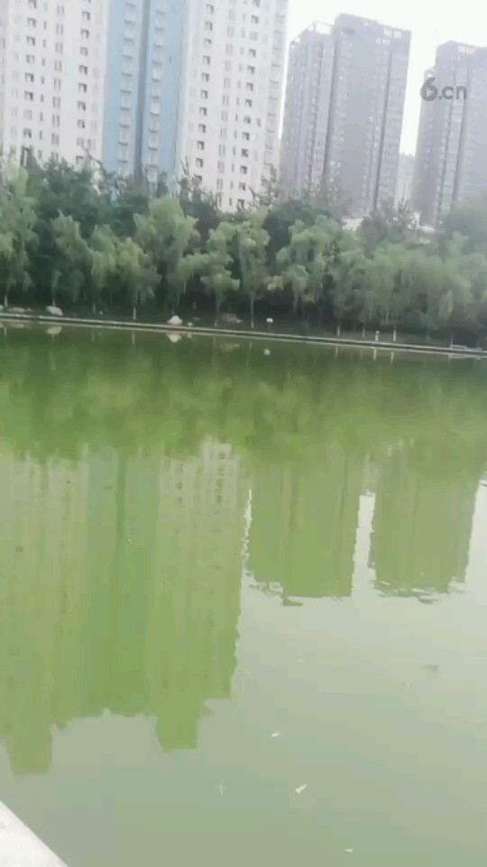 美