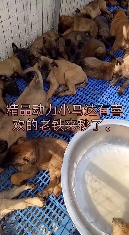 马犬喜欢的加关注头像上有V