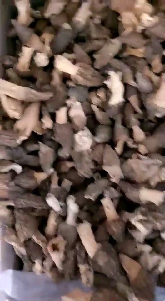 养殖羊肚菌