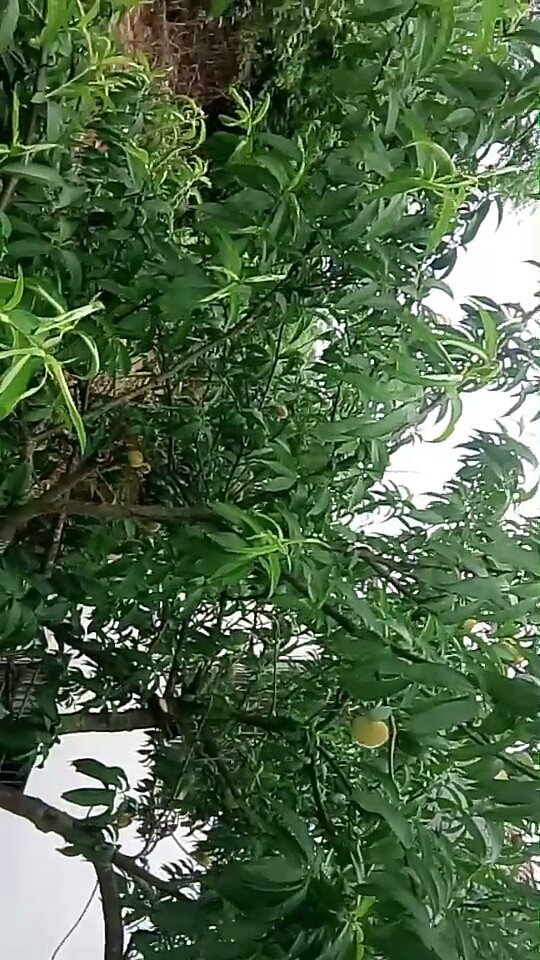 好运通种植的绿色产品桃子中收