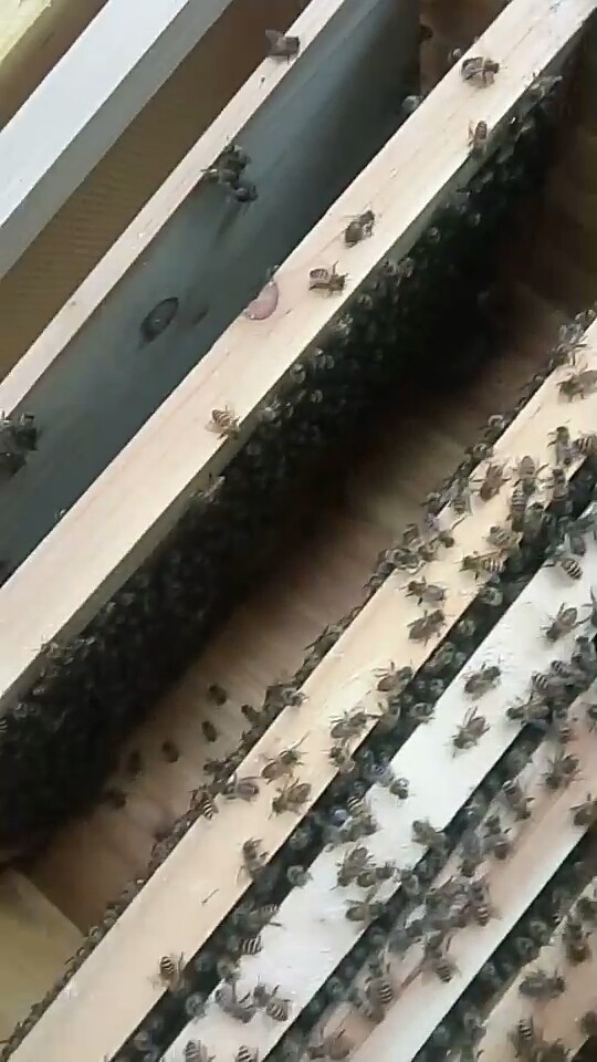 好运通养殖场全绿色产品