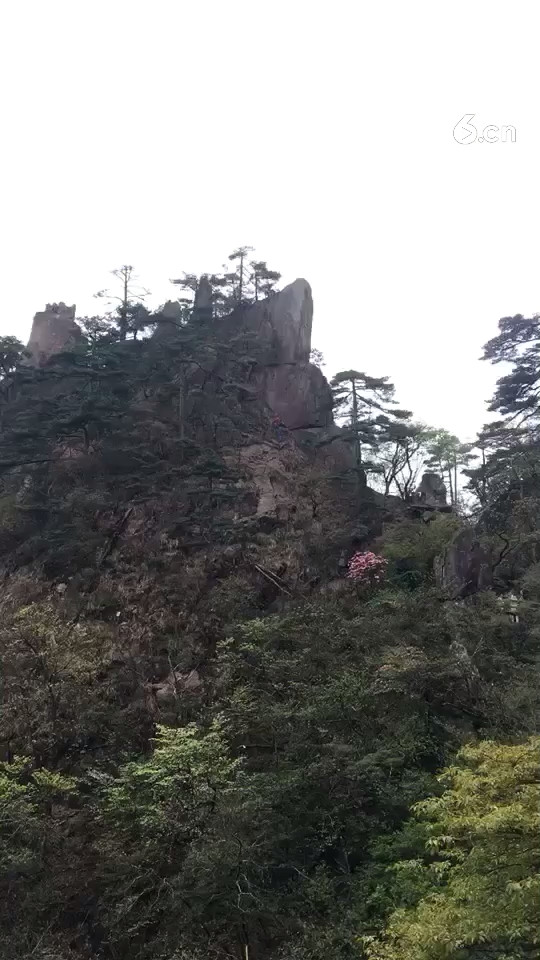 黄山的迎客松