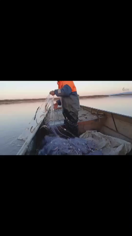 全是鱼