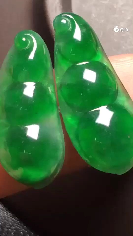 阳绿福豆，种老起