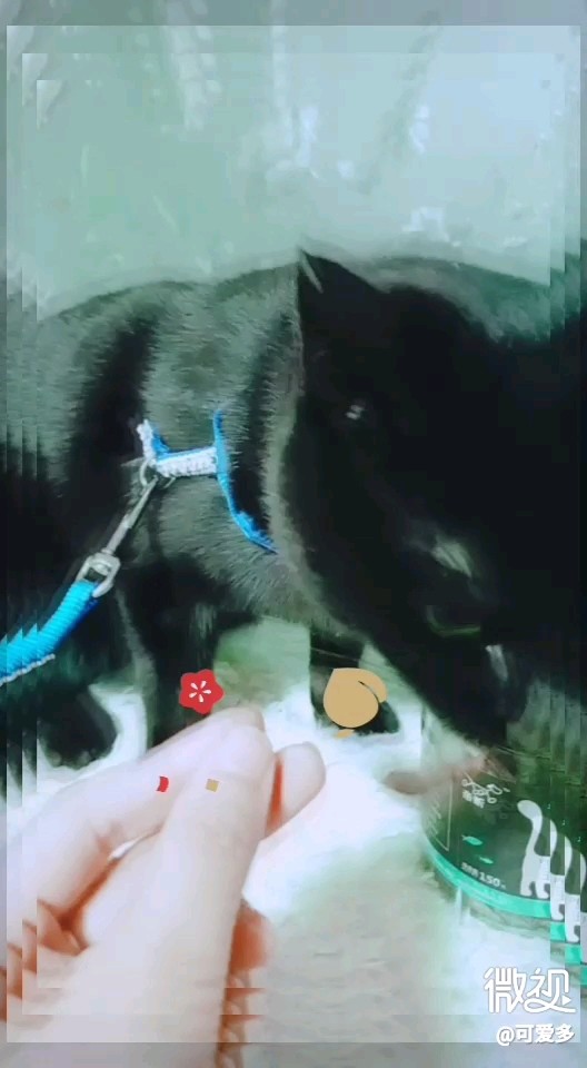 还有小鱼干吗？喵呜~