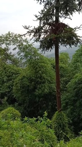 重庆风景区