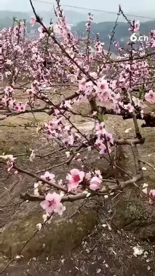 三生三世十里桃花