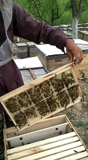 枣花巢蜜生产中